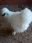 SILKIE 2 (2).jpg