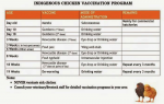 Kienyeji Vaccination Schedule (1).png